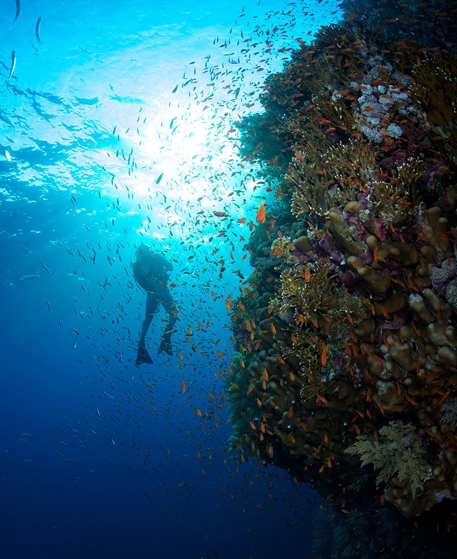 Potápění na Vakkaru Maledivy