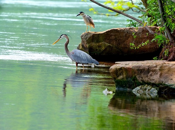 V okolí Niagarských vodopádů žije mnoho druhů ptáků a zvířat