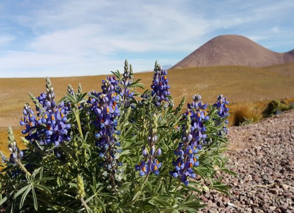 Atacama – poušť, kde se nikdy nenudíte