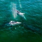Sydney z jiné perspektivy: Co místní neříkají
