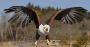 Safari jinak: netradiční rezervace a zážitky bez davů
